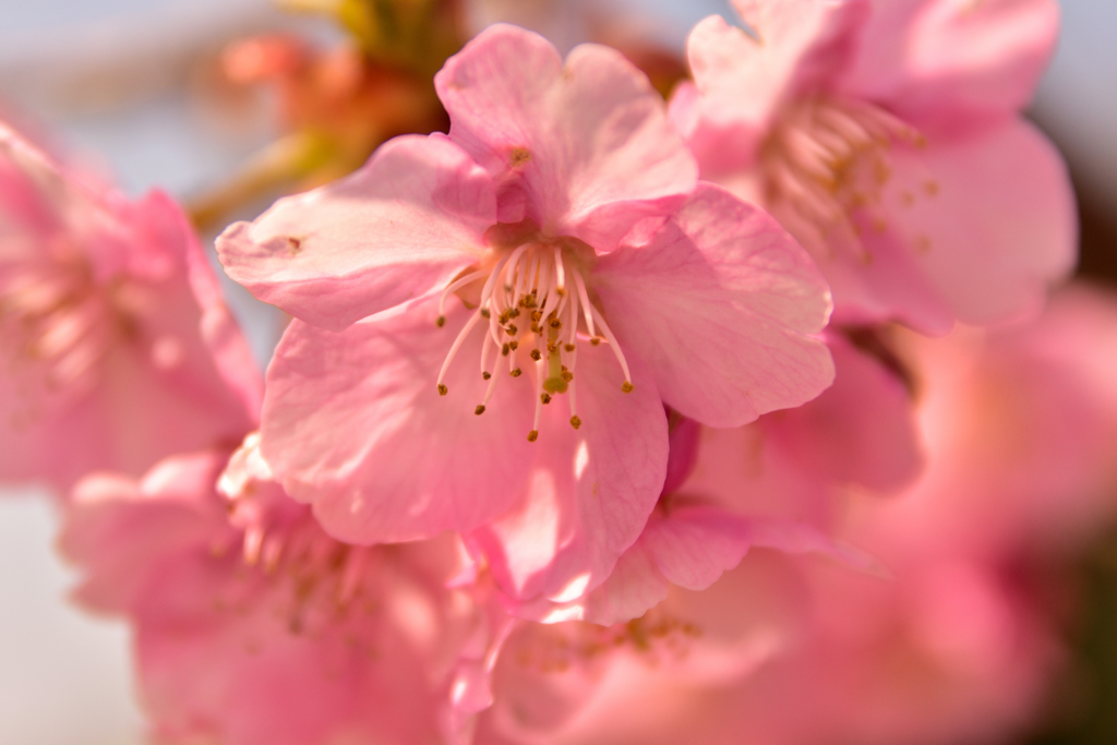 馬見の河津桜④