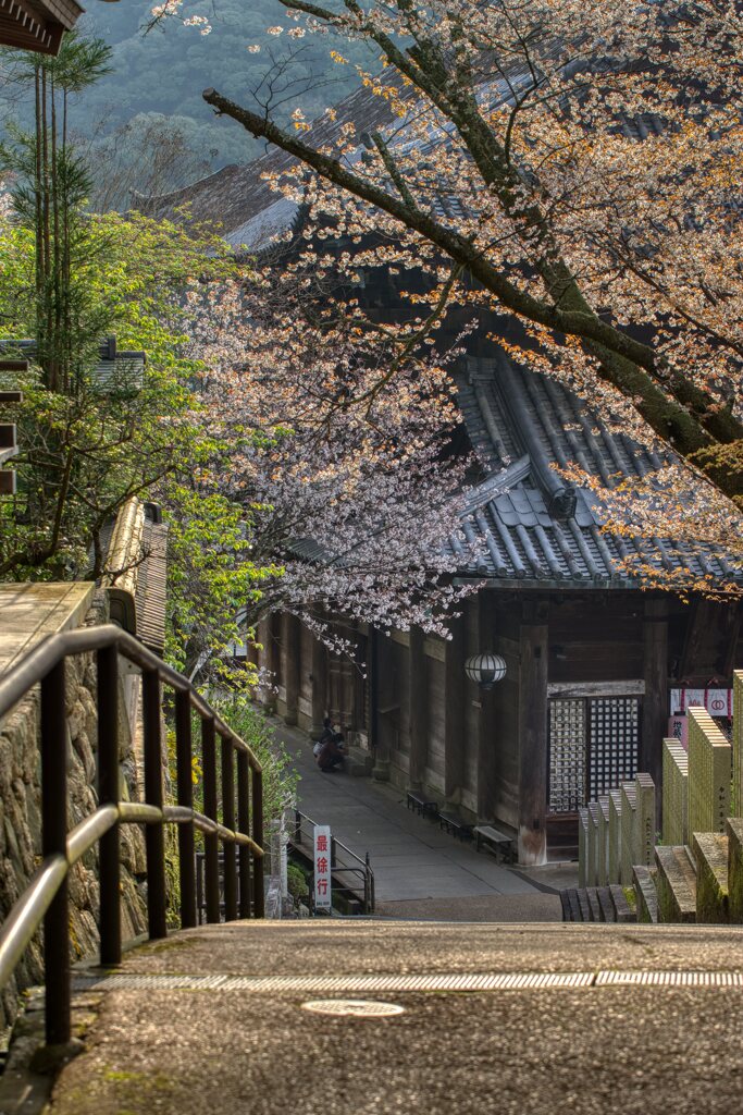 春の花の御寺～長谷寺　其の伍