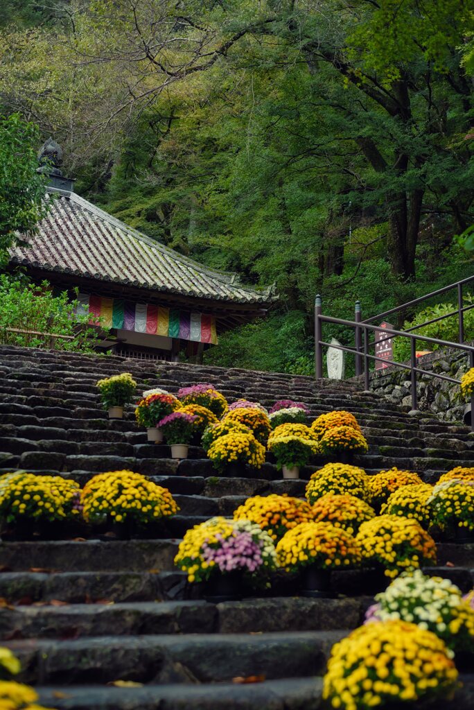 花の御寺～菊回廊　其の参