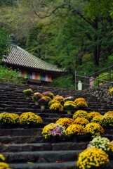 花の御寺～菊回廊　其の参