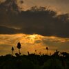 2020’藤原京の夕景《蓮》　其の参