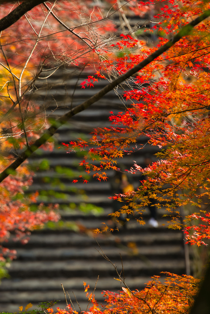 錦秋の長谷寺　其の肆