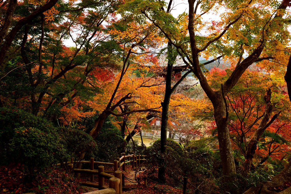 晩秋　紅葉の終わり⑤