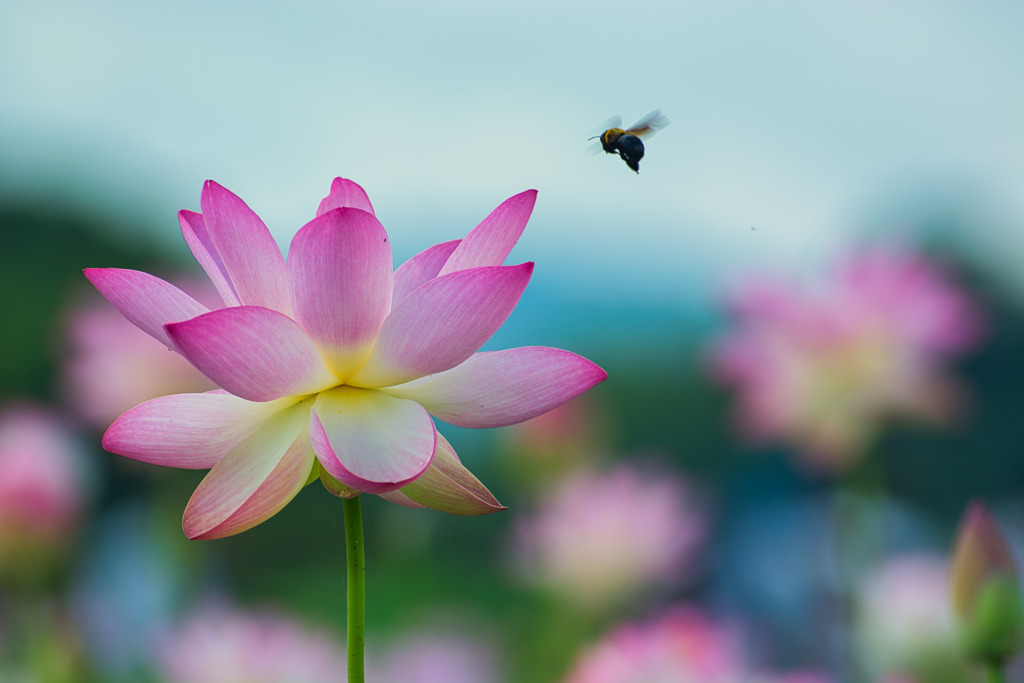 花火のように・・・・蓮