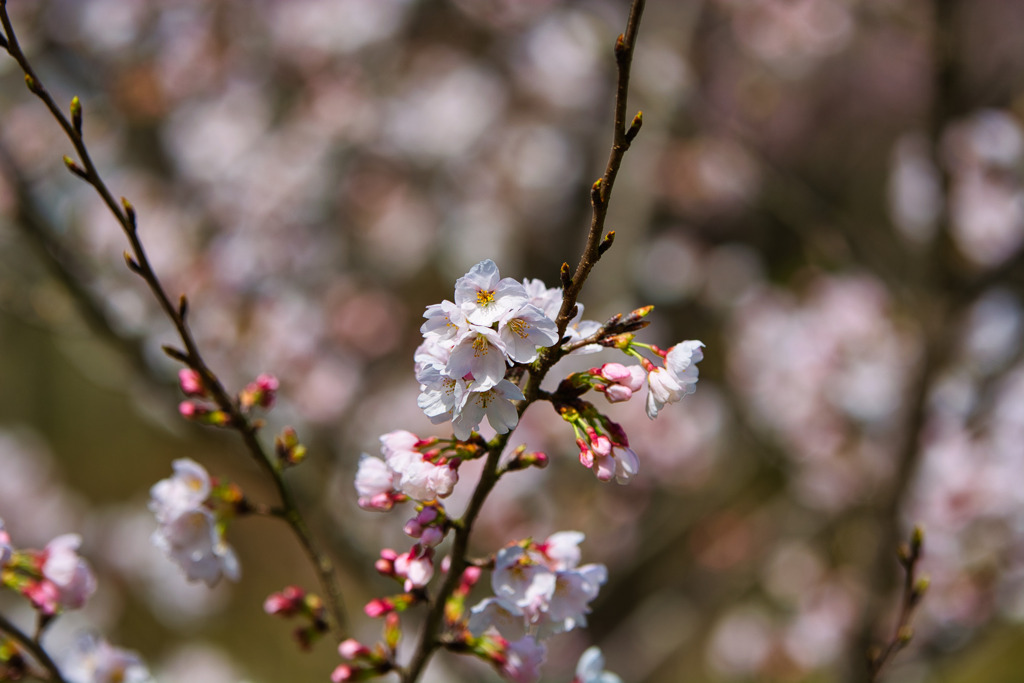 桜咲く・・・