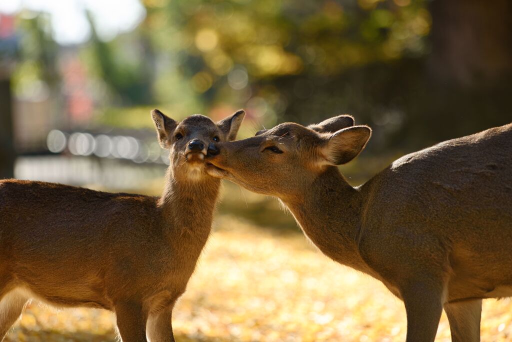 affection