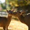 affection