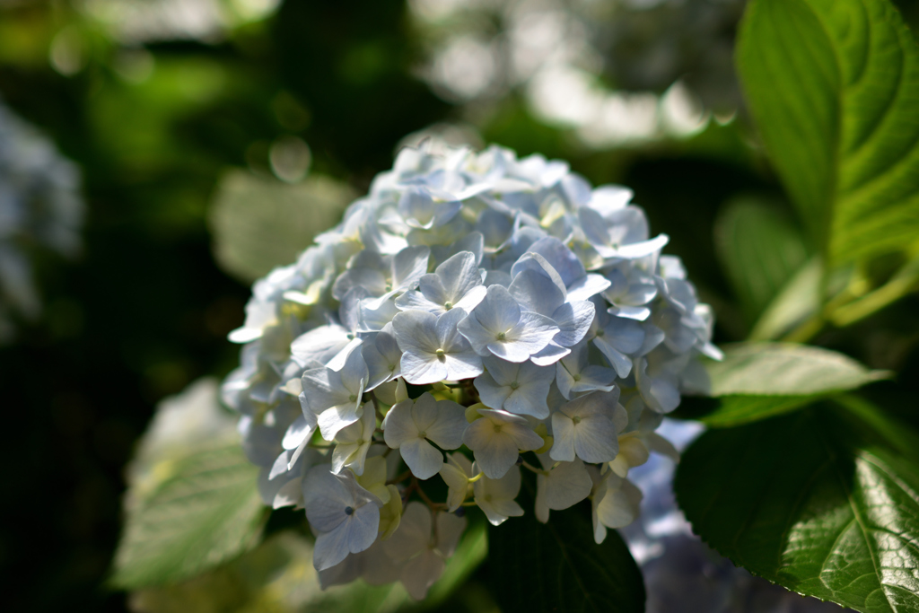 White Hydrangea