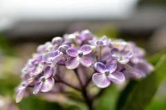 Hydrangea②