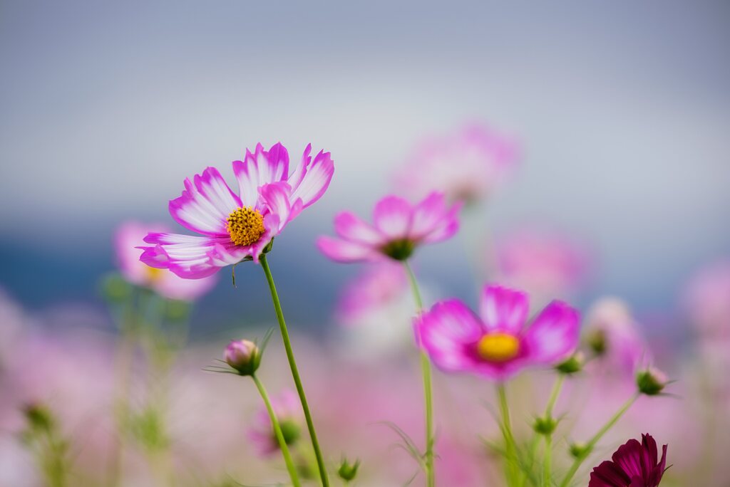Innocence