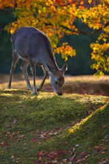 穏やかな朝～秋の奈良公園