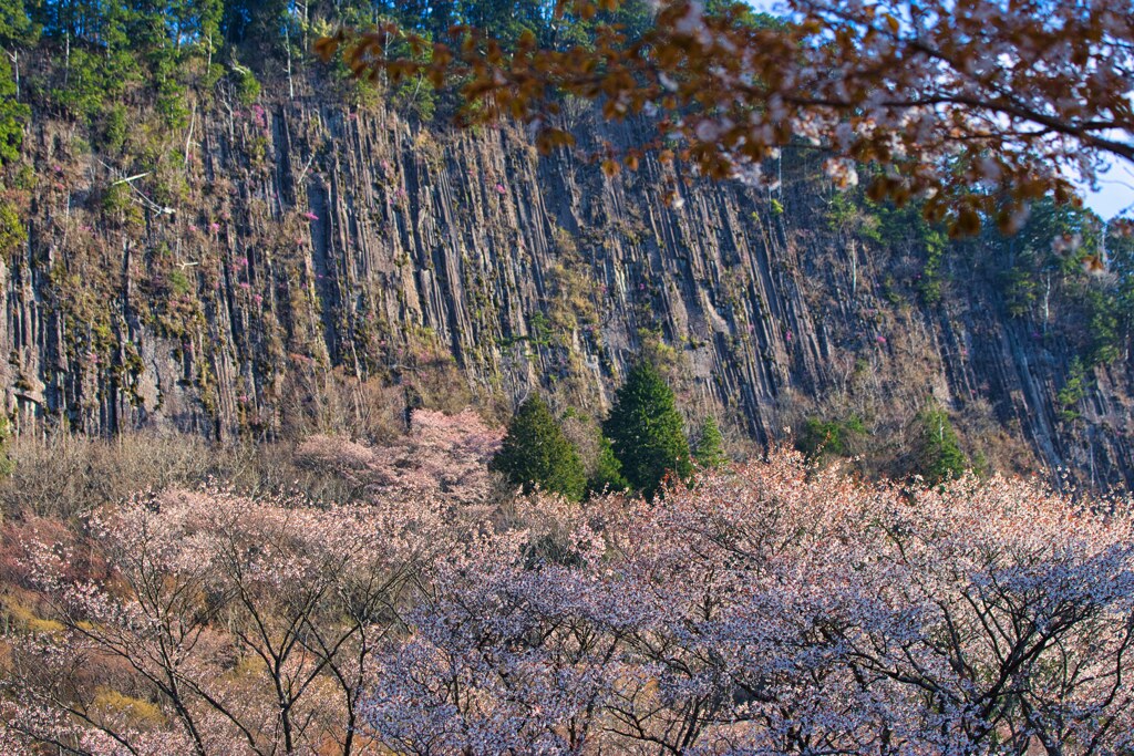 切立つ屏風岩と山桜