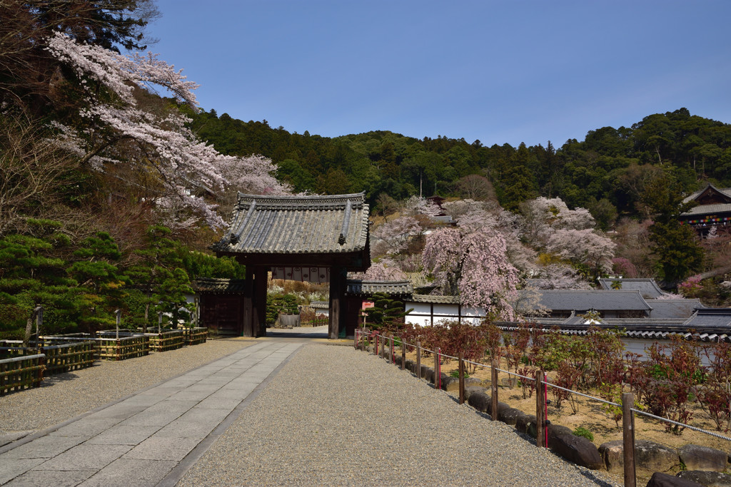 春の花の御寺Ⅲ