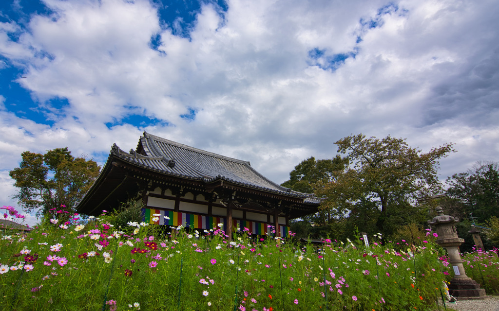 コスモス寺～咲く