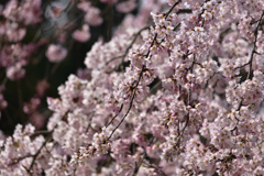 東大寺　桜咲く！