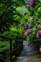 大和観音あぢさゐ回廊～長谷寺　（伍）