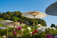 花の御寺～長谷寺　弐