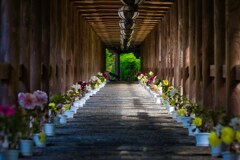 華の登廊～長谷寺