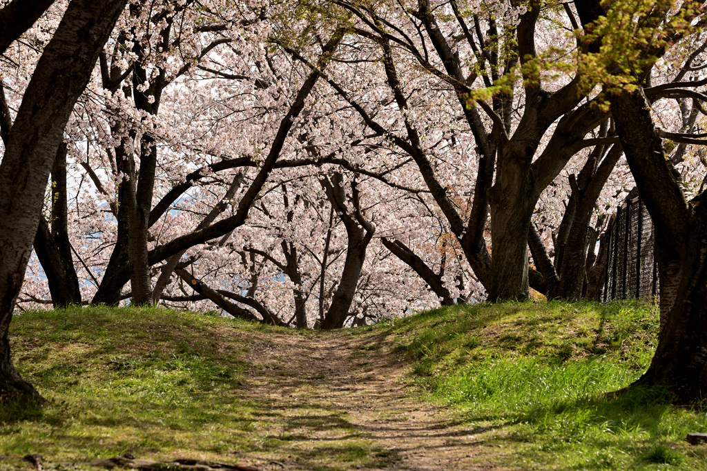 Cherry blossom