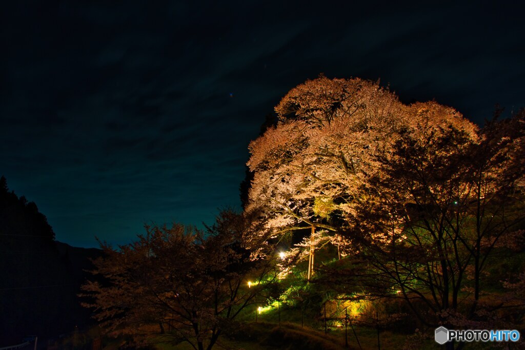 夜の千年桜～佛隆寺
