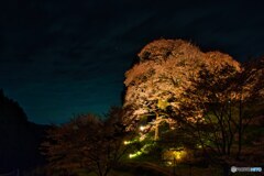 夜の千年桜～佛隆寺