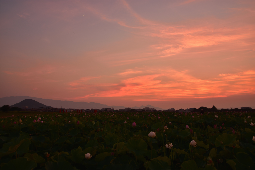 Lotus and evening ②