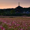 夕～斑鳩三塔と秋桜の共演