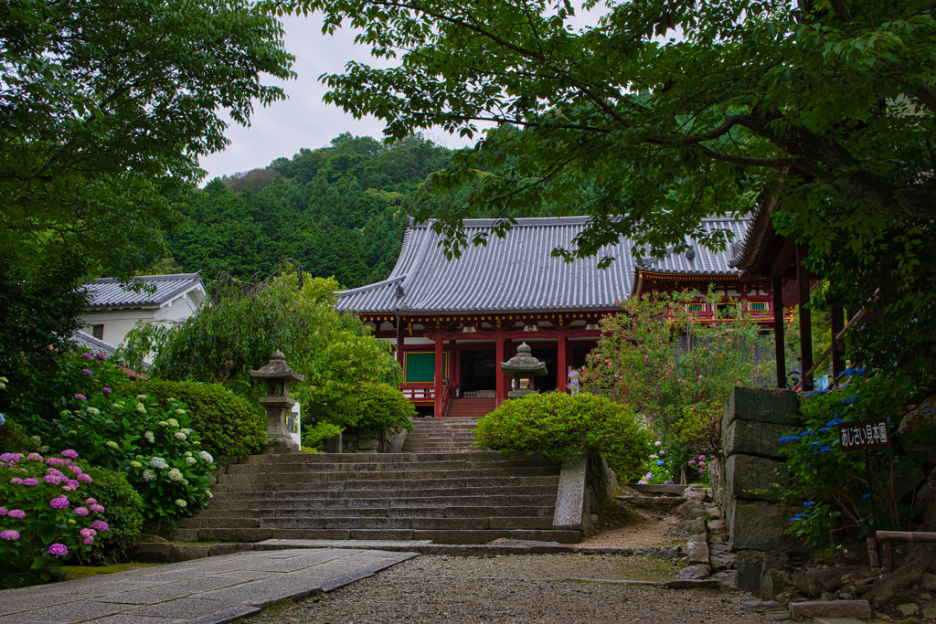 紫陽花寺