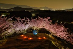 丘の河津夜桜♪　其の壱