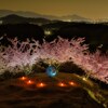 丘の河津夜桜♪　其の壱
