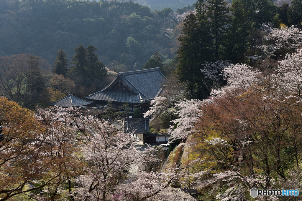 桜に囲まれて