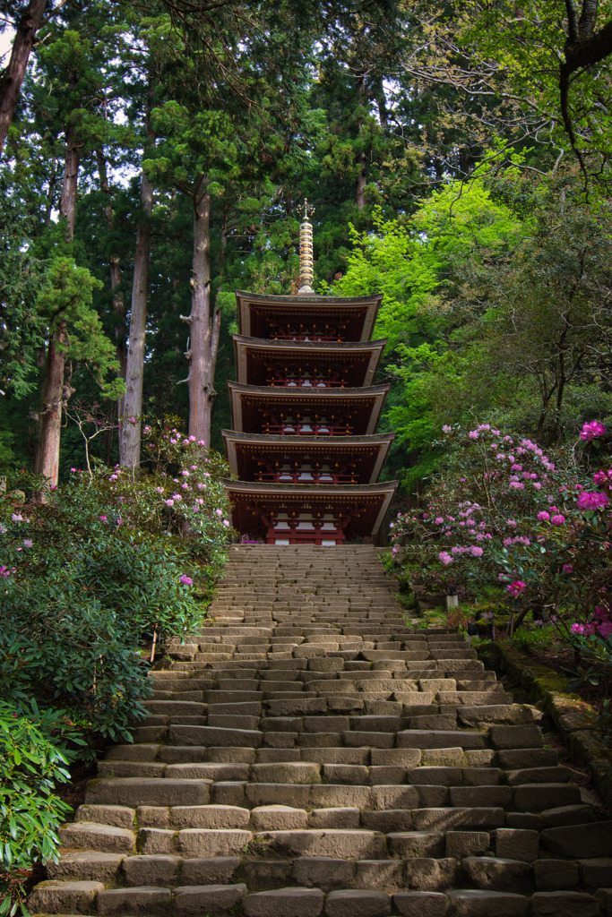 石楠花咲く室生寺