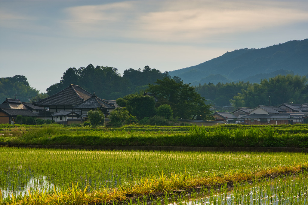 初夏　水田と飛鳥寺