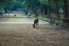 穏やかな朝～奈良公園