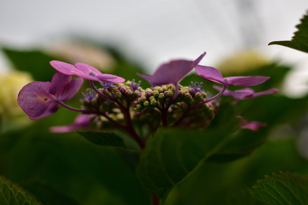 額紫陽花②