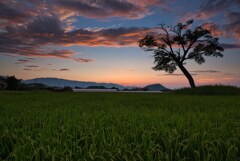 晩夏～夕暮れの古宮　弐