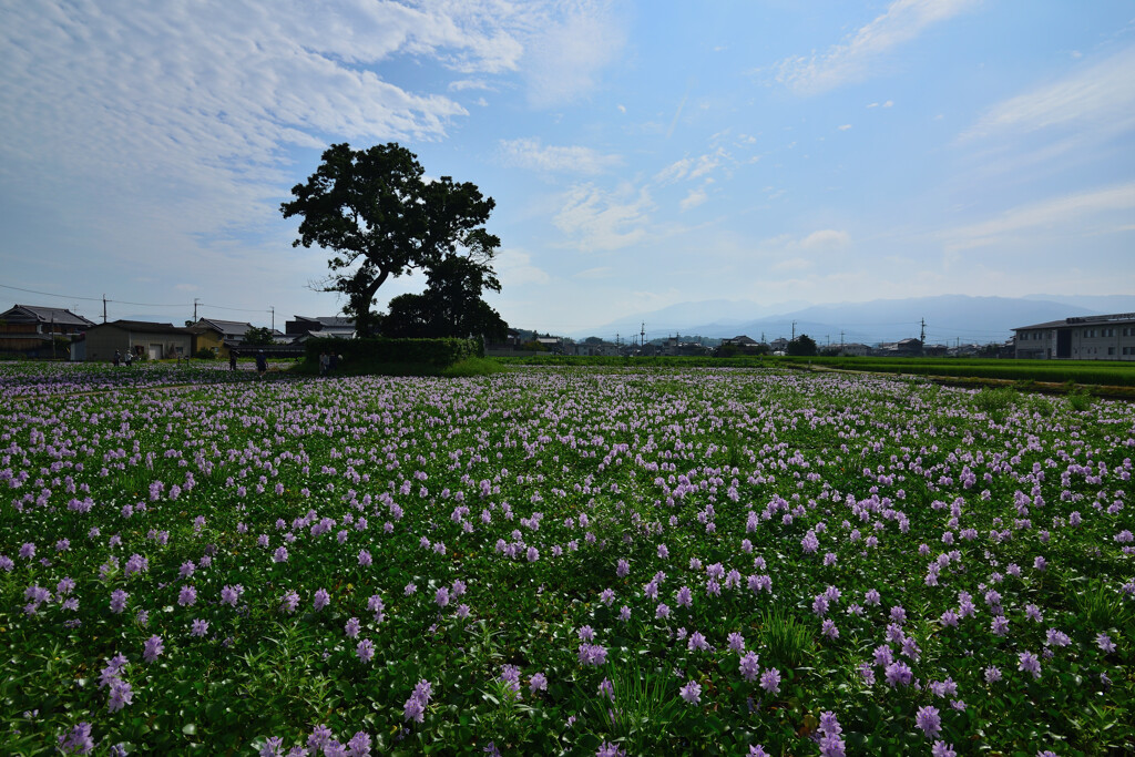 本薬師寺跡のホテイさん　2019