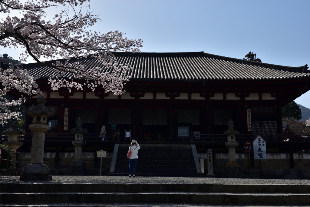 桜咲く当麻寺