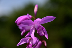 Hyacinth orchid