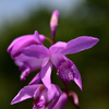 Hyacinth orchid