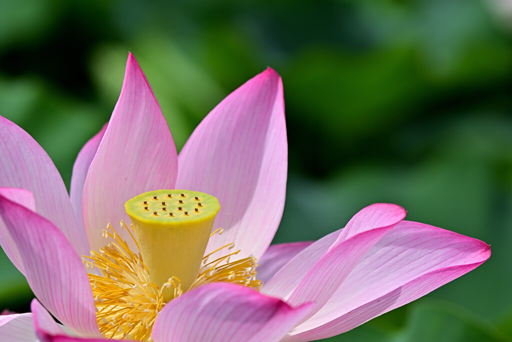 sacred