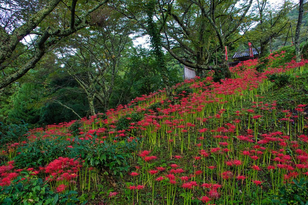 山寺を染める曼殊沙華～壱