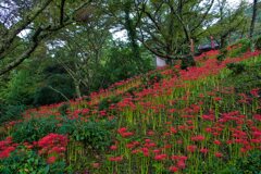 山寺を染める曼殊沙華～壱