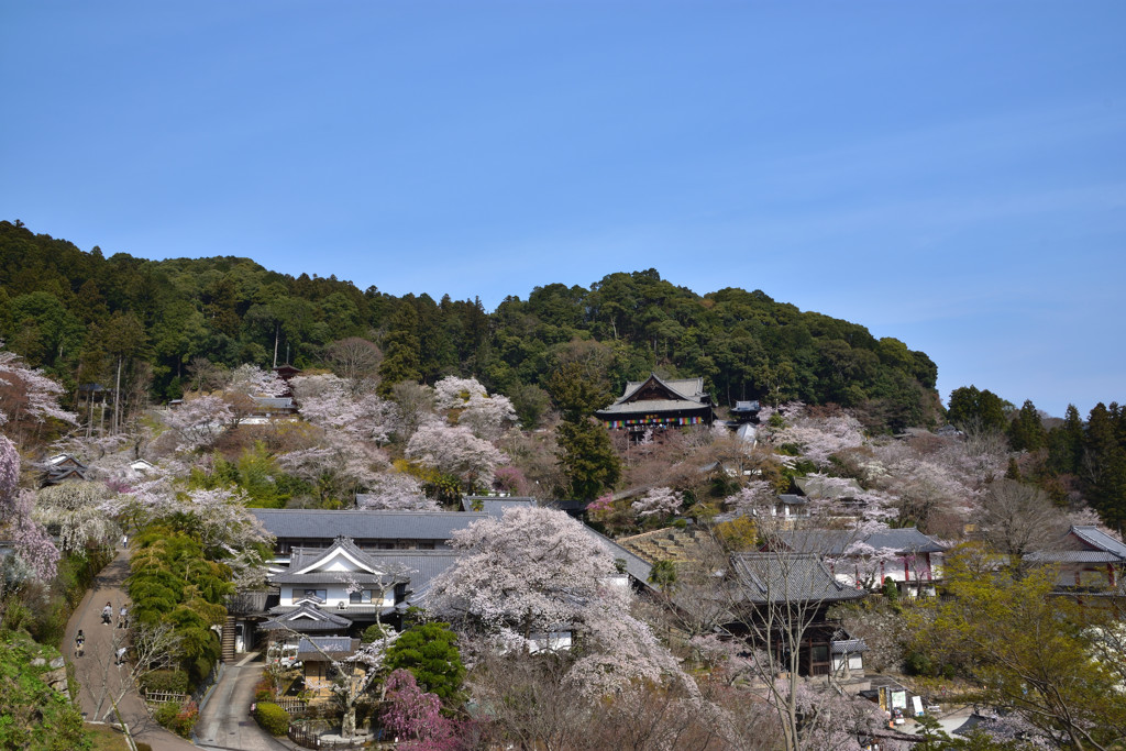 春の花の御寺