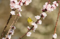 花桃の丘で・・