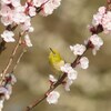 花桃の丘で・・