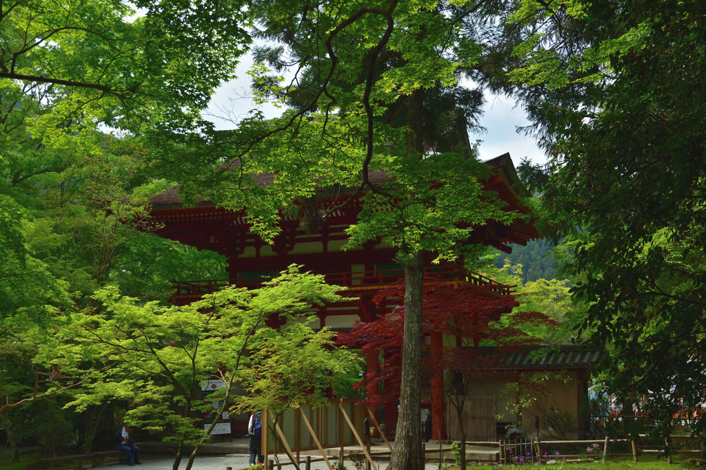 新緑の室生寺　仁王門
