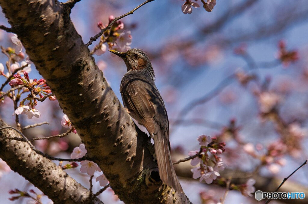開花したよ～♪　byヒヨドリ