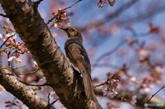 開花したよ～♪　byヒヨドリ