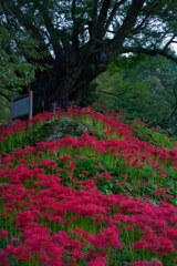 千年桜の下で・・・